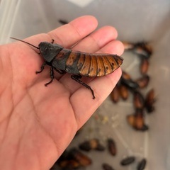 マダガスカルゴキブリ ペア の画像