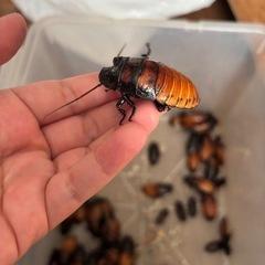 マダガスカルゴキブリ ペア の画像