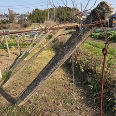 帆柱　23本　無料　2.4mの画像