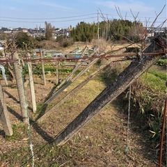 帆柱　23本　無料　2.4mの画像