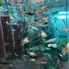 グッピー たくさんの画像