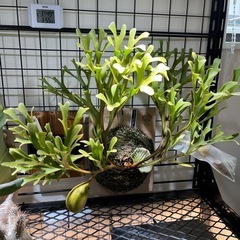 ビカクシダ　リドレイ　胞子の画像