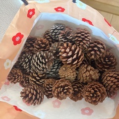 松ぼっくりいっぱいの画像