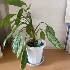 観葉植物葉っぱの画像