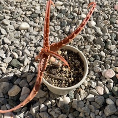 お譲りします　アロエ　観葉植物　インテリア植物の画像