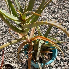 お譲りします　アロエ　観葉植物　インテリア植物の画像
