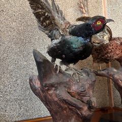 鳥の剥製の画像