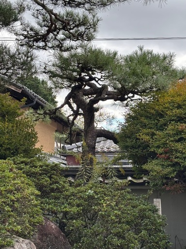 立派な松です