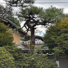 立派な松ですの画像