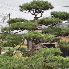 立派な松ですの画像