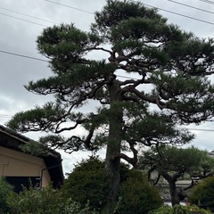 立派な松ですの画像