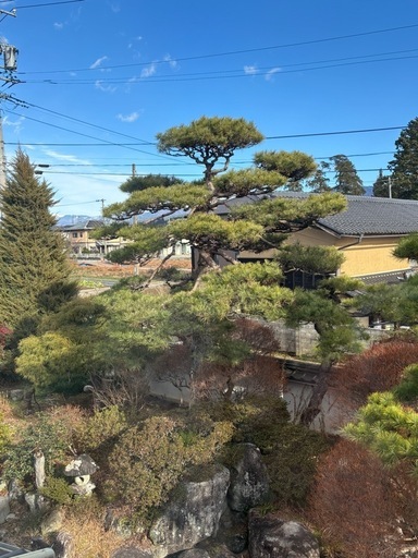 立派な松です