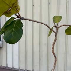 フィカス・アフリカンプリンスの画像