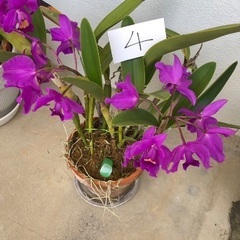 カトレア　植物の画像