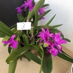 カトレア　植物の画像