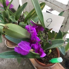 カトレア　植物の画像