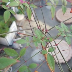 南天　高さ約88ｃｍ　+　竜のひげ　抜き苗の画像