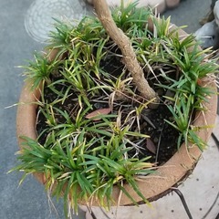 南天　高さ約88ｃｍ　+　竜のひげ　抜き苗の画像