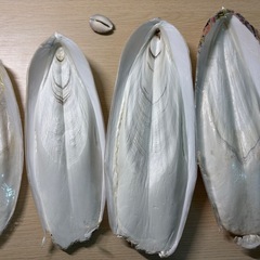 【1/3までお値引き中】カトルボーンの画像