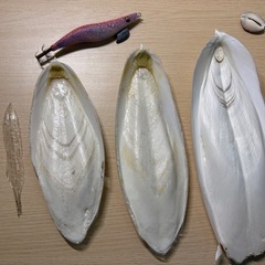 【1/3までお値引き中】カトルボーンの画像