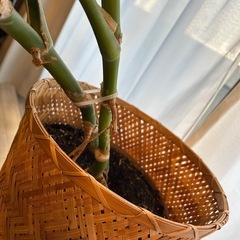 モンステラ　観葉植物の画像