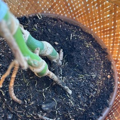 モンステラ　観葉植物の画像