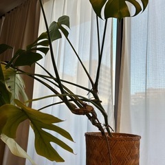 モンステラ　観葉植物の画像