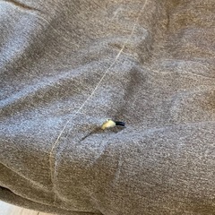 【無料】座椅子/ひとりがけソファの画像