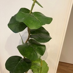 フェイク　観葉植物の画像
