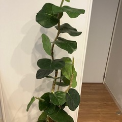 フェイク　観葉植物の画像