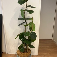 フェイク　観葉植物の画像