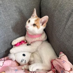 生後4ヶ月　メス三毛猫　里親募集