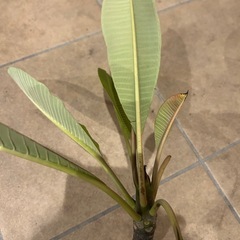 プルメリア挿木の画像