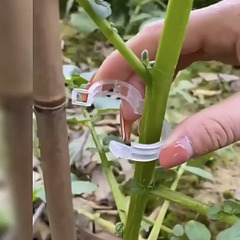 新型つる固定クリップ 100個　もう結ぶ作業にうんざり　農家・家庭菜園　ハウス栽培の必需品 の画像