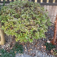 【決まりました】さつき🌳の画像