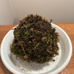 苔玉(2個)の画像