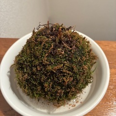 苔玉(2個)の画像