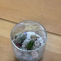 グラスサボテンの画像