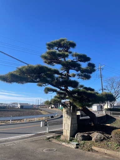 松　黒松　2本　　