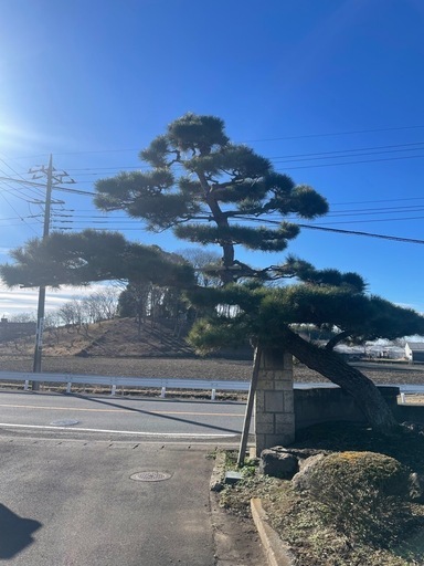 松　黒松　2本　　