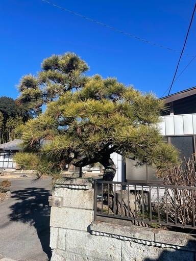 松　黒松　2本　　