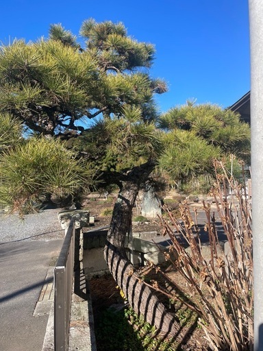 松　黒松　2本　　