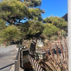 松　黒松　2本　　の画像