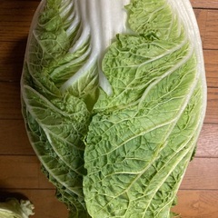 お野菜　単品　100円〜250円の画像