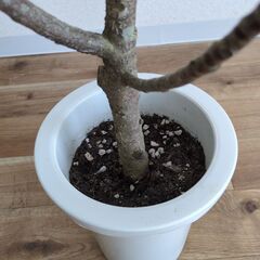 フィカス バーガンディ 7号鉢の画像