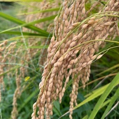 2025年度 日光市産 コシヒカリの画像