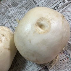 京千舞　かぶ　②の画像