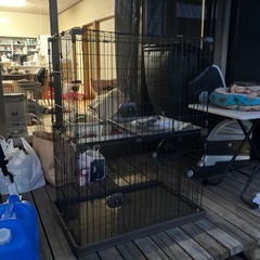 猫の2階建て大型ケージの画像