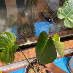 観葉植物　モンステラ　株分け　全部で5鉢ありますのでお選びくださいの画像