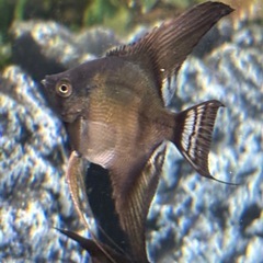 ブラックエンゼルフィッシュ1匹 の画像